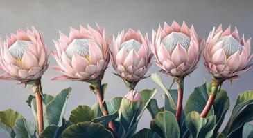 Beautiful arrangement of protea flowers in soft pastel tones on a textured background photo