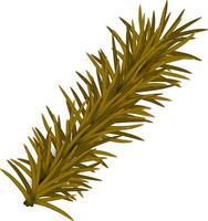 A branch of pine tree on a white background vector