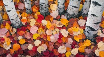 Colorful autumn leaves cover the ground beneath birch trees in a vibrant forest setting photo