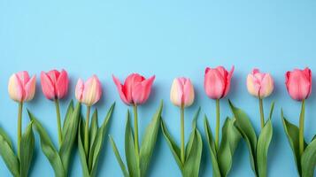 Bright pink tulips arranged artistically on a soft blue background in natural light photo