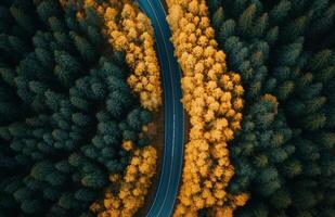 Aerial view of a winding road dividing lush green forests and striking autumn foliage photo