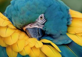 Vibrant macaw perched quietly, showcasing its colorful feathers in a natural habitat setting photo