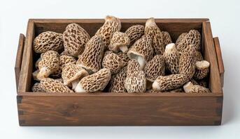 Freshly harvested morel mushrooms showcased in a cardboard box from a local farm photo