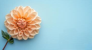 Beautiful dahlia bloom in soft beige color against a light blue background photo