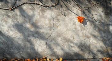A solitary red maple leaf clings to a sunlit wall on a crisp autumn day in October photo