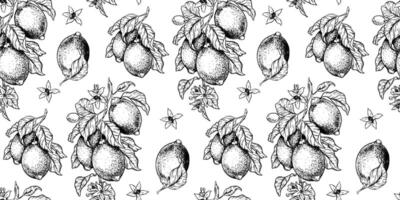 Lemon Branches with fruits leaves, lemon's slices. Hand drawn seamless pattern. Print of Tropical citrus fruit. Background for menu, package, cosmetic, textile, cards vector