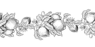 Branches of Lemon,fruit, flowers and leaves. Sketch illustration of seamless border of lime. Black ink outline of citrus. Isolated Hand drawn. Design for menu, package, cosmetic, textile, cards vector