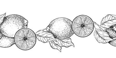 Branches of Lemon, slice of fruits,leaves. Sketch illustration of seamless border of lime. Black ink outline of citrus. Isolated Hand drawn. Design for menu, package, cosmetic, textile, cards vector