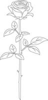 A rose is drawn in outline on a white background vector