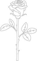 A rose is drawn in outline on a white background vector