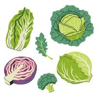 Set of different cabbage isolate on white background. graphics. vector