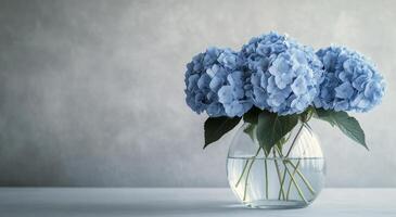 Fresh blue hydrangeas in a clear glass vase placed on a textured gray background indoors photo