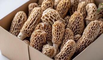 Freshly harvested morel mushrooms showcased in a cardboard box from a local farm photo