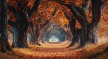 A tranquil autumn path lined with vibrant orange trees in a serene forest setting photo