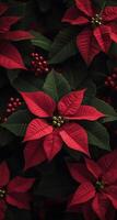 Vibrant red poinsettia flowers adorned with droplets in a lush garden setting photo