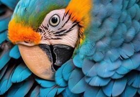 Vibrant macaw perched quietly, showcasing its colorful feathers in a natural habitat setting photo