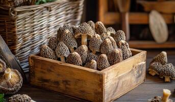 Freshly harvested morel mushrooms in a rustic wooden box on a dark surface with greenery photo