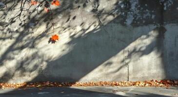 A solitary red maple leaf clings to a sunlit wall on a crisp autumn day in October photo