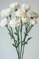 Delicate peach carnations bloom gracefully in a minimalist setting filled with soft lighting photo
