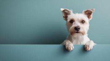 Adorable small white dog sits on pink rug in a cozy room with soft natural light photo