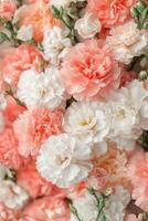 Delicate peach carnations bloom gracefully in a minimalist setting filled with soft lighting photo