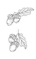 Acorns outline illustration isolated on white. Fall Foliage Line Art Illustration, Outline Leaves Hand Drawn Illustration. Fall Coloring Page with Acorns. Fall concept. Thanksgiving graphics vector