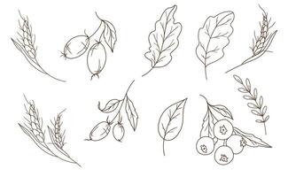 Fall berries, leaves and wheat spike isolated on white. Berry line art ilustration. Fall Hand Drawn Outline. Fall Coloring Page. Traditional Thanksgiving Graphics vector