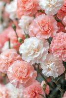 Delicate peach carnations bloom gracefully in a minimalist setting filled with soft lighting photo