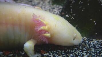 Axolotl, Mexican Salamander -Ambystoma Mexicanum. Adventure Aquarium, Camden, New Jersey, USA video