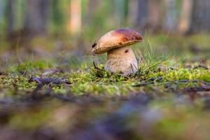 Closeup of a wild porcini mushroom growing in a Finnish forest. Boletus edulis fungus on a green moos floor. Southern Finland, Kymenlaakso, Europe. Copy space. Selective focus photo