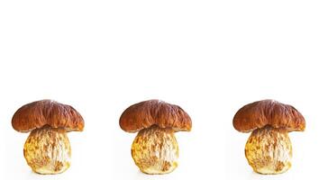 Three porcini mushrooms seamless pattern. Collection of 3 boletus fungi. Set of wild forest edible fungus isolated on white background. Set of multiple images. Side view photo