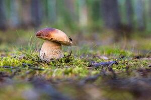 Closeup of a wild porcini mushroom growing in a Finnish forest. Boletus edulis fungus on a green moos floor. Southern Finland, Kymenlaakso, Europe. Copy space. Selective focus photo