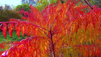 Red autumn leaves of the poisonous plant Sumac -Rhus typhina, Anacardiaceae in the garden, slider shot video
