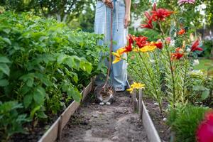 Curious funny tabby cat on leash wanders through garden plot, moving among rows with owner photo