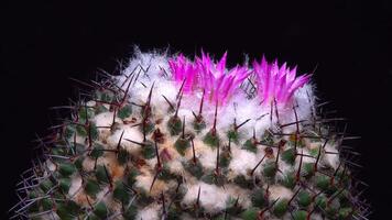 Mammillaria sp., close-up of a cactus blooming with pink flowers in spring video