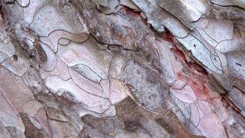 The bark on the trunk of a pine tree is updated by dropping pieces of old bark, slider shot video