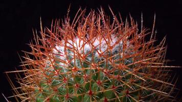Mammillaria sp., close-up of a cactus blooming with pink flowers in spring video