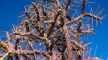 Arizona pencil cholla with long yellow spines against the blue sky. Christmas cholla, tasajillo Cylindropuntia leptocaulis. Joshua Tree National Park. video