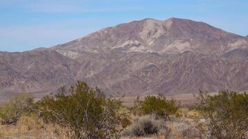 A panoramic view in Joshua Tree National Park. Joshua Tree Yucca brevifolia and Rock Formations. CA video