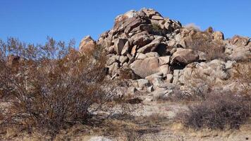 A panoramic view in Joshua Tree National Park. Joshua Tree Yucca brevifolia and Rock Formations. CA video