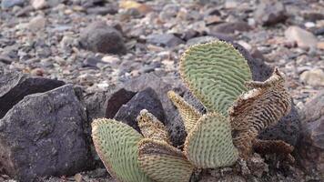 Cacti of California. Bunny-ears prickly pear Opuntia microdasys, desert wintering reddened in the sun video