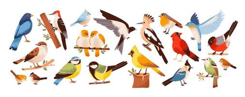 Birds in a minimalist hand-drawn style set. A variety of birds on branches, such as sparrow, woodpecker, swallow, bullfinch, titmouse, and canary. A flat illustration of the birds natural habitat vector