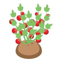Tomato plant growing from a bag of soil with ripe tomatoes on vine vector