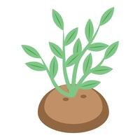 Sprouting potato plant growing from tuber with leaves vector