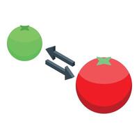 Green tomato transforming into a red tomato with double arrow vector