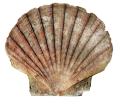 A single scallop shell or seashell cut out on a transparent background png