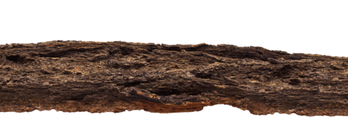 Bark texture of brown tree on isolated background. Design element png