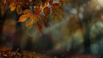 A serene autumn park path, lined with trees and covered in fallen leaves, creating a peaceful, seasonal atmosphere video