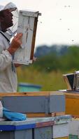Beekeeper pulled off wooden frame from beehive and cleans in with special brush. Apiculture concept. Summer time in garden. Vertical video