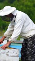 Hardworking beekeeper checks beehives in an apiary. Man in protective white uniform at garden with many beehives. Vertical video